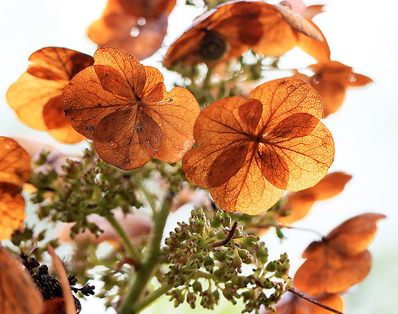 Hydrangea