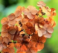 Hydrangea