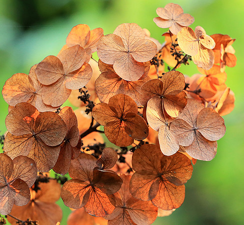 Hydrangea