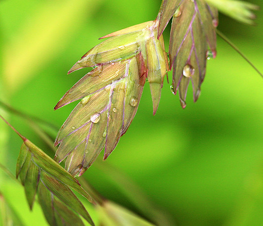 Chasmanthium latifolium