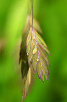 Chasmanthium latifolium