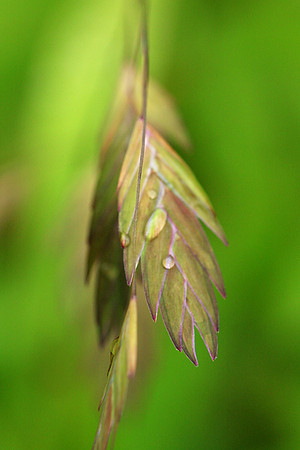 Chasmanthium latifolium