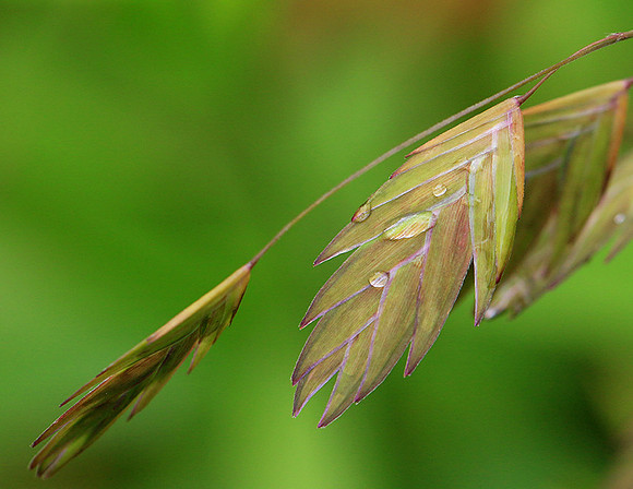 Chasmanthium latifolium