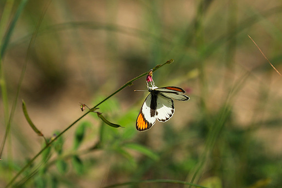 South Africa