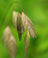 Chasmanthium latifolium