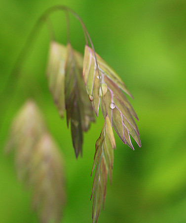 Chasmanthium latifolium