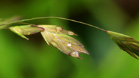 Chasmanthium latifolium