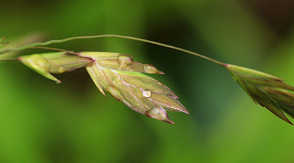 Chasmanthium latifolium