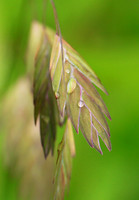 Chasmanthium latifolium