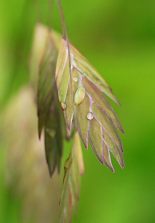 Chasmanthium latifolium