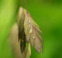 Chasmanthium latifolium