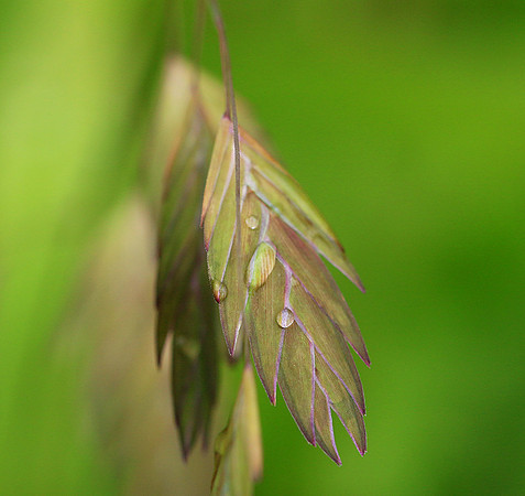 Chasmanthium latifolium