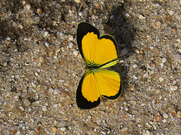 South Africa