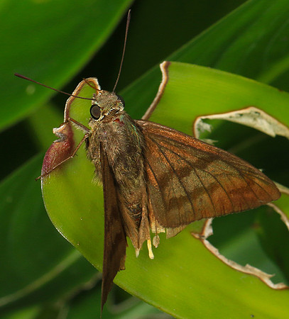 Costa Rica