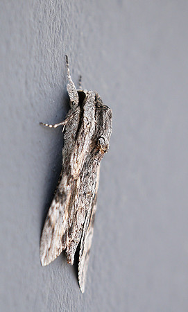 Moth - senegal