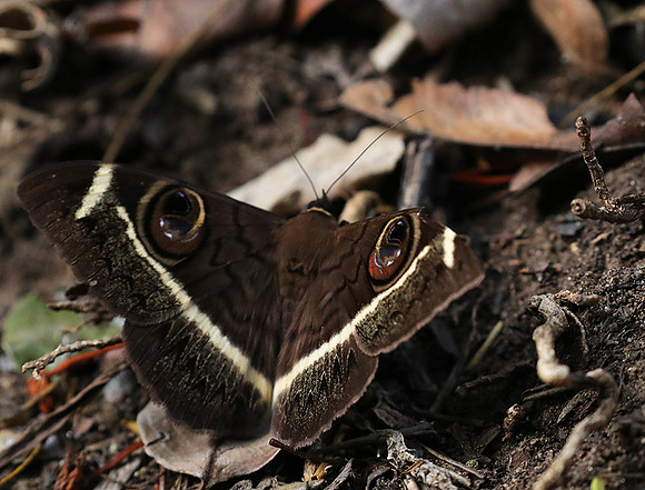 Owl moth