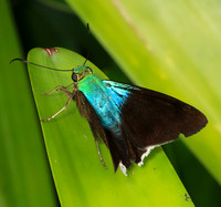 Costa Rica