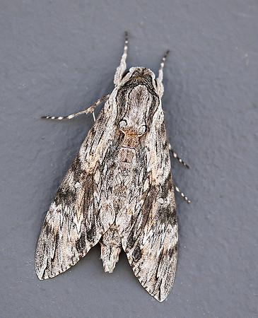 Moth - senegal