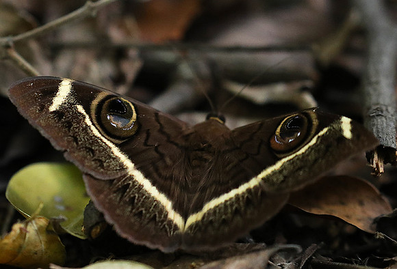 Owl moth