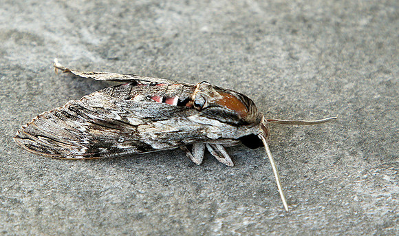 Moth - senegal