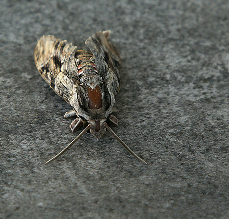 Moth - senegal