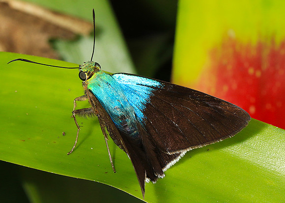 Costa Rica