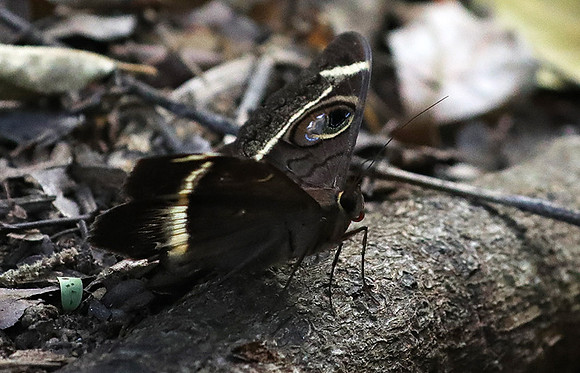 Owl moth