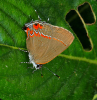 Costa Rica