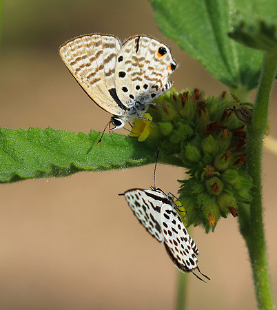 South Africa