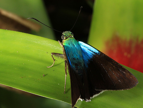 Costa Rica