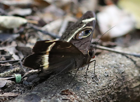 Owl moth