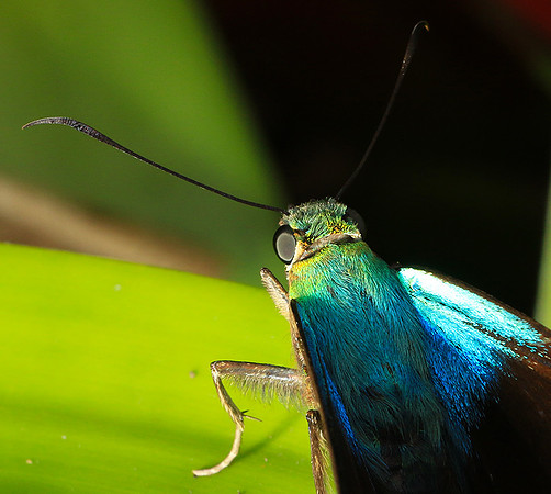 Costa Rica