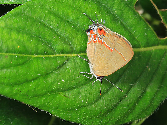 Costa Rica