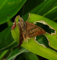Costa Rica