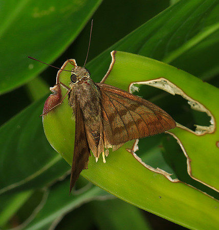Costa Rica