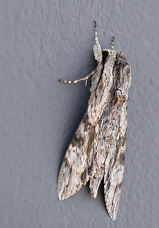 Moth - senegal