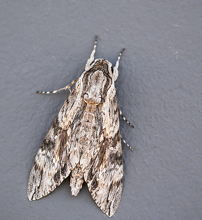 Moth - senegal