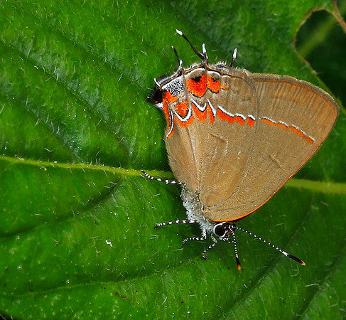 Costa Rica