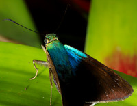 Costa Rica