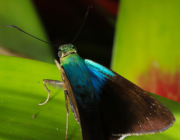 Costa Rica