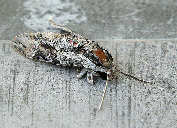 Moth - senegal