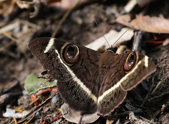 Owl moth