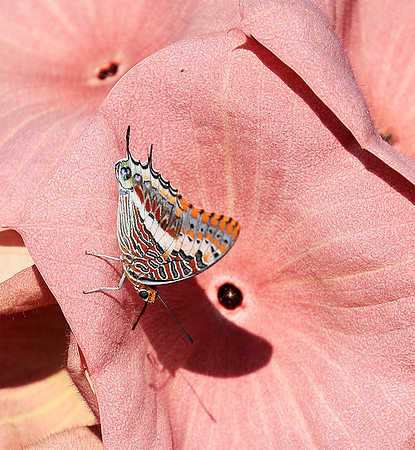 Butterfly in Namibia