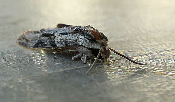 Moth - senegal