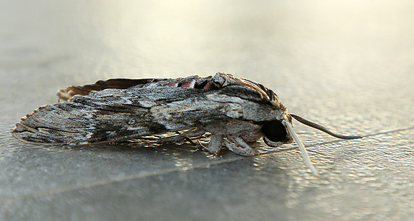 Moth - senegal