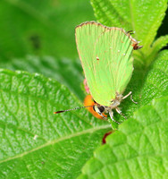 Costa Rica