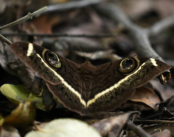 Owl moth