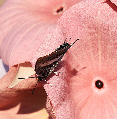 Butterfly in Namibia