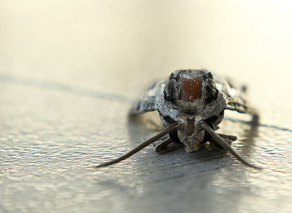 Moth - senegal