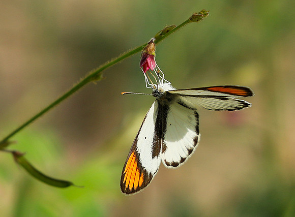 South Africa